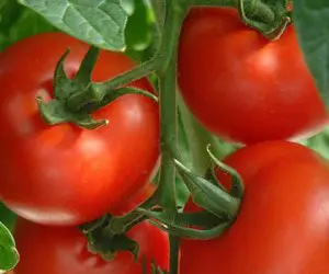 Kako se klasifikuje paradajz