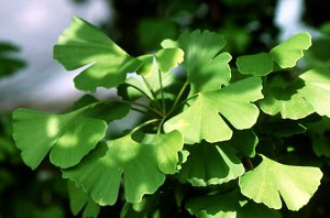 ginko-biloba