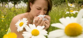 prolecne alergije