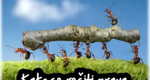kako ukloniti mrave