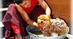 Kako ukloniti neprijatan miris psa